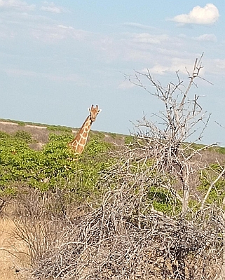 Giraffe im Etosha-Nationalpark